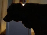 Un chat aide son copain chien aveugle à se déplacer