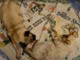 Un chat Bengal et un chien Carlin jouent ensemble