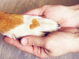 Un chien donne la patte à un humain