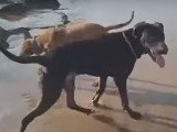 Deux chiens Canis Panthers jouent ensemble en bord de mer
