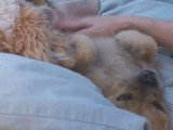 Un chien Pugapoo reçoit des caresses