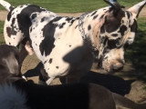 Un grand American Pit Corso joue dans un parc