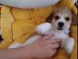 Un chiot Bea-Tzu interagit avec ses nouveaux maîtres