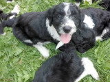 Des chiots Bordoodle au sein d'une famille nombreuse