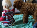 Des chiots Bordoodle de 5 semaines avec un bébé