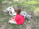 Cette portée de Catahoula Bulldog jouent avec un petit garçon