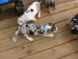 Une quinzaine de Catahoula Bulldog sont sur une terrasse