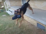 Un chien Boxer Shepherd porte le sac de sa maîtresse