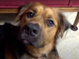 Ce chien Boxer Shepherd attend les caresses de sa maîtresse