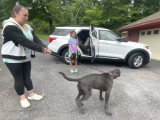 Une chienne Labrador Corso arrive devant sa nouvelle maison