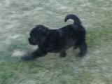Un jeune chien Rottle joue dans le jardin