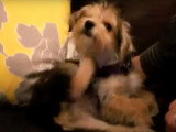 Un chien Havashire demande à son maître de le caresser