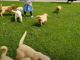 Des chiots Goldador gambadent joyeusement dans le jardin