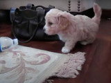 Deux chiens Lhatese mordillent un tapis