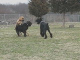Un chien Shepadoodle joue dans un parc avec ses congénères