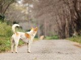 Un chien abandonné sur une route dans une forêt