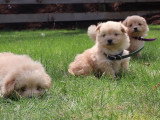 Des chiots Pomapoo jouent ensemble
