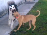 Un Australian Boxherd et un Husky jouent ensemble