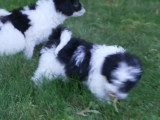 De nombreux petits Shepadoodle courent dans un parc