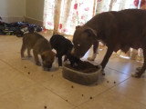 De jeunes chiots Pitsky volent de la nourriture à leurs parents