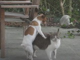 Un chien essaie de s'accoupler avec un chat