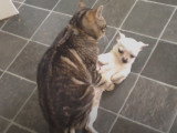 Un chat tente de s'accoupler avec un chien Chihuahua