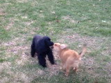 Un Cavapom joue avec un Cockapoo dans le jardin
