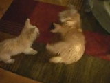 Un Cairmal et un Cairn Terrier se disputent