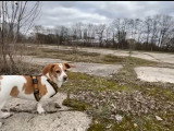 Une journée avec une Doxle