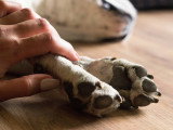 Une femme tient les pattes de son chien mort
