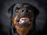 Un chien montrant les crocs