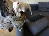 Un Bull Terrier et un chat complices