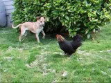 Un chien suit une poule partout… jusqu'à ce qu'elle réagisse