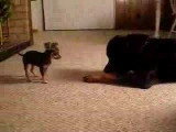 Un imposant Rottweiler et un minuscule Chihuhua jouent ensemble