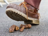 Les crottes de chien en ville : faits et solutions