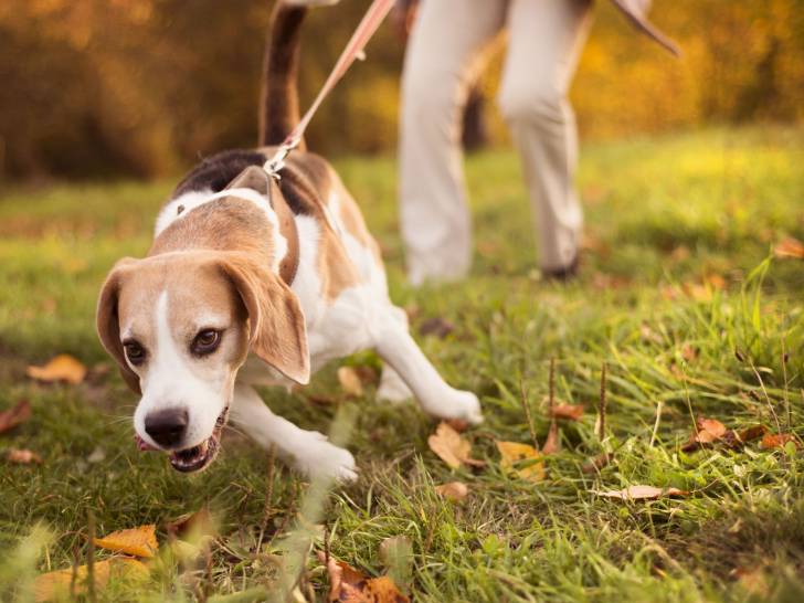 Promener son chien au pas de course : il n'aime pas