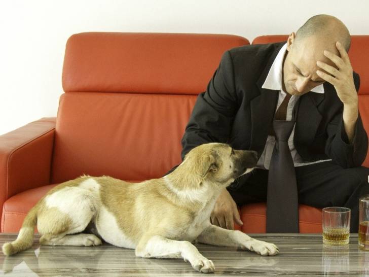Chien qui regarde son maître désespéré