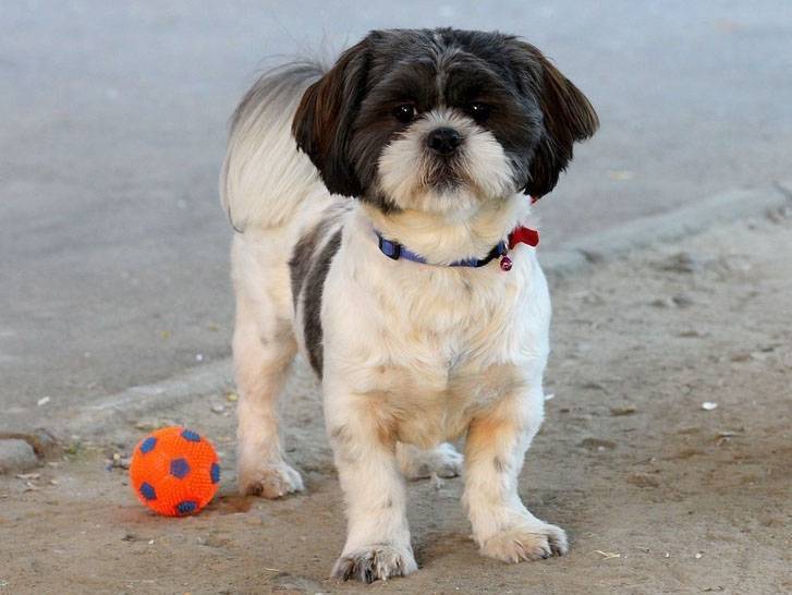 Chien ennuyé qui attend pour jouer