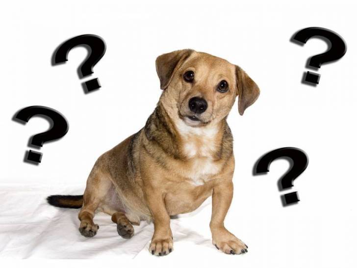 Parler à son chien : il n'aime pas