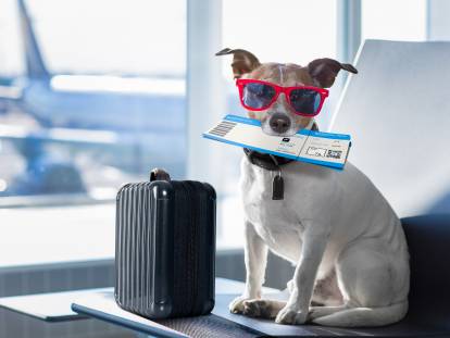 Un chien à l'aéroport avec une valise et un billet d'avion