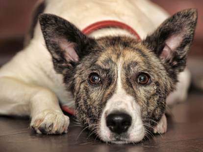 Chien âgé : comment aider son chien à bien vieillir