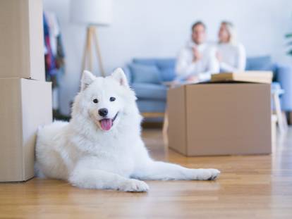 Déménager avec un chien : le déménagement dans la vie du chien