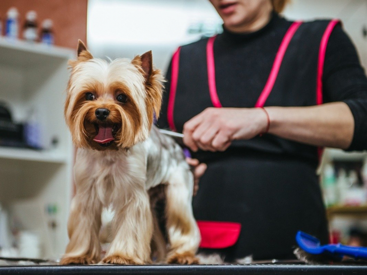 Enlever Le Poil Mort D Un Chien Avec Une Etrille