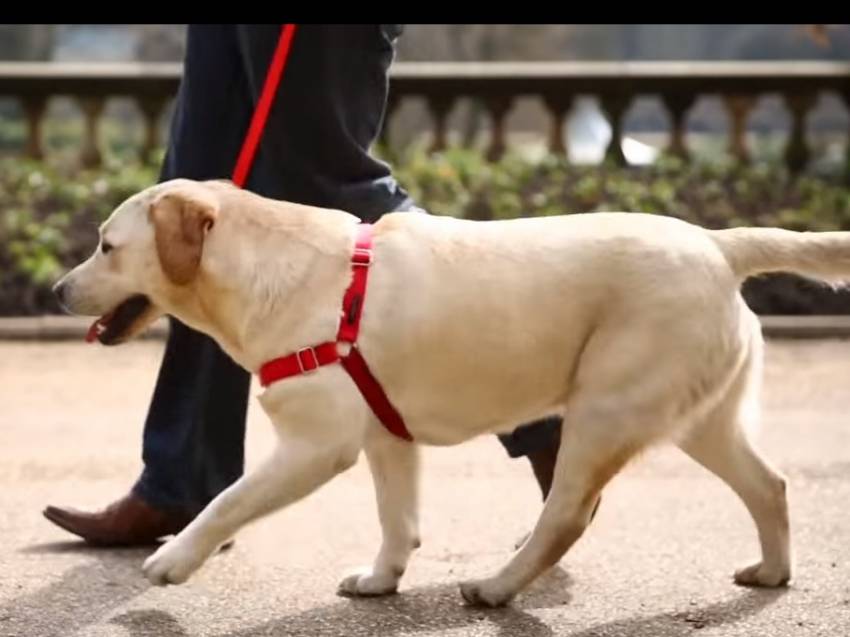 Eduquer Son Chiot Les Bases Dun Dressage Rapide Et Efficace