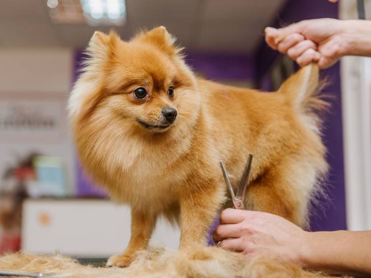Couper les poils de son chien avec des ciseaux pour chiens