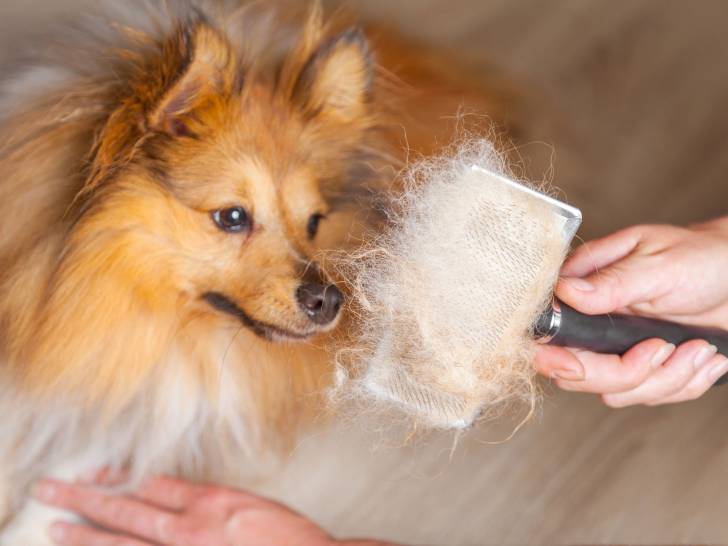 Brosser le poil de son chien avec une carde pour chien