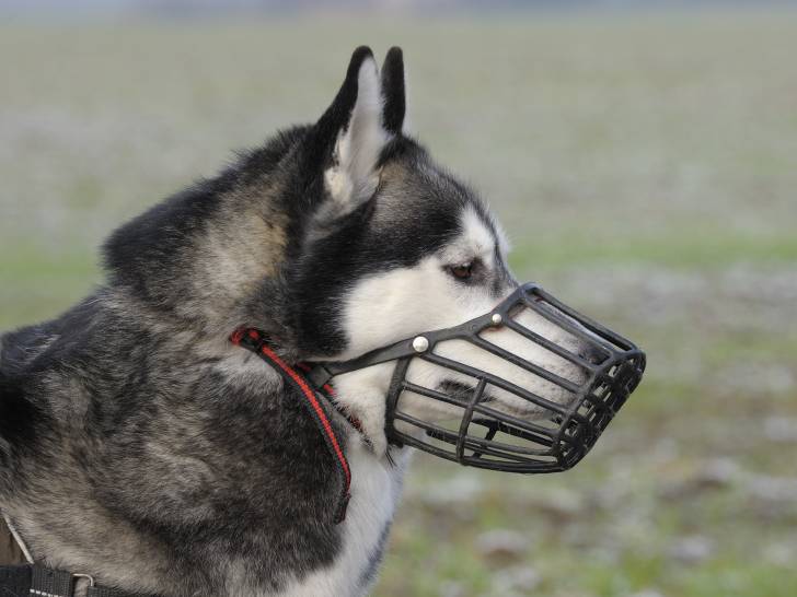 Les muselières pour chien