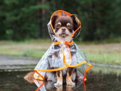 Un Chihuahua vêtu d'un imperméable pour chien