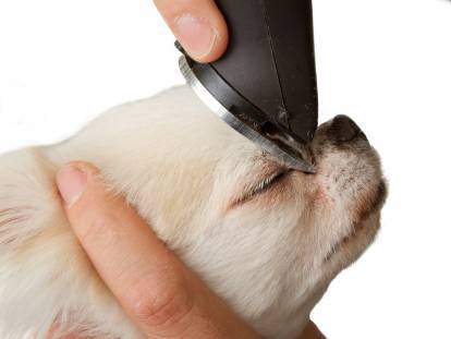 Les tondeuses pour chien : choix, usage, entretien...