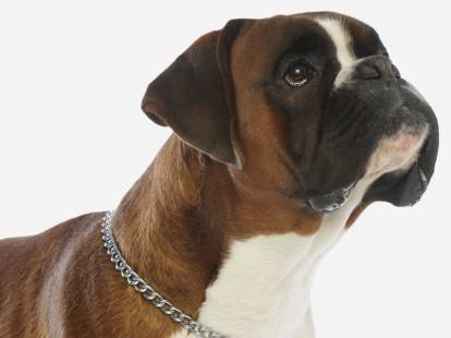 Les colliers étrangleurs pour chien : avantages, dangers, conseils